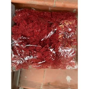 Hoa Trạng Nguyên kép phủ nhũ to 16cm
